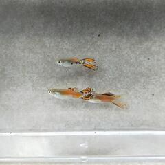 国産グッピー レッドグラス 若魚2匹(オスメスペア)の画像