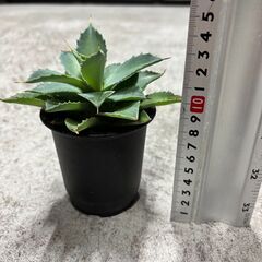 アガベ　吉祥冠の画像
