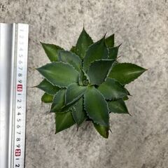 アガベ　吉祥冠の画像
