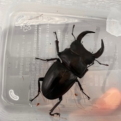 ☆新成虫☆ 津山産オオクワガタ ペア②の画像