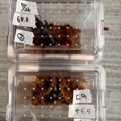 ☆新成虫☆ 津山産オオクワガタ ペア②の画像