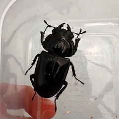 ☆新成虫☆ 津山産オオクワガタ ペア②の画像