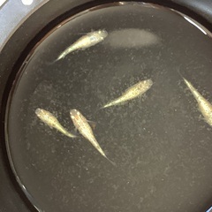 驚安❗️ メダカ　みかん新系統　若魚　雌1匹の画像