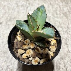 アガベ　オテロイの画像