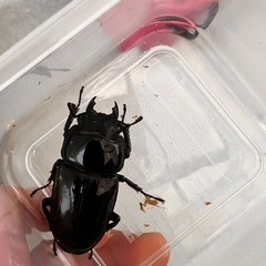 ☆新成虫☆ 津山産オオクワガタ ペア③
の画像