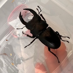 ☆新成虫☆ 津山産オオクワガタ ペア③
の画像