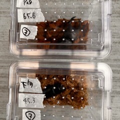 ☆新成虫☆ 津山産オオクワガタ ペア③
の画像