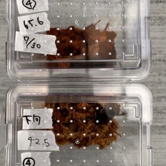 ☆新成虫☆ 津山産オオクワガタ ペア④の画像