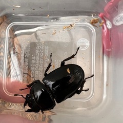☆新成虫☆ 津山産オオクワガタ ペア④の画像
