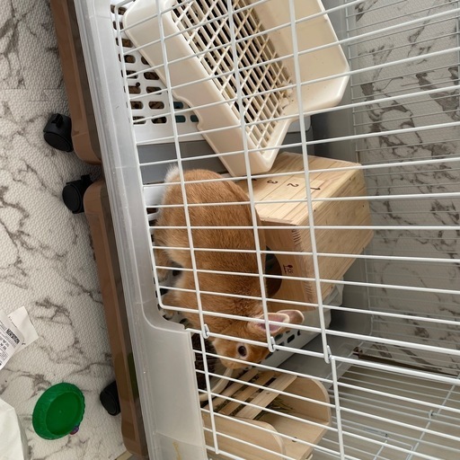 引越しするので