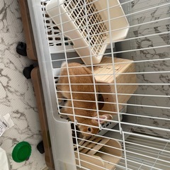 引越しするのでの画像