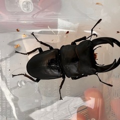 ☆新成虫☆ 津山産オオクワガタ ペア⑤の画像