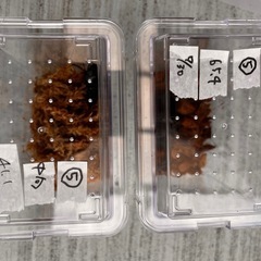 ☆新成虫☆ 津山産オオクワガタ ペア⑤の画像