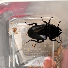 ☆新成虫☆ 津山産オオクワガタ ペア⑤の画像