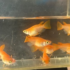 メダカ　皇帝ダルマ　3匹価格の画像