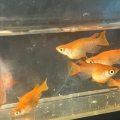 メダカ　皇帝ダルマ　3匹価格の画像