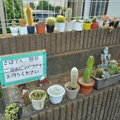 サボテン、多肉植物の画像