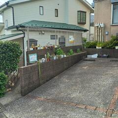 サボテン、多肉植物の画像