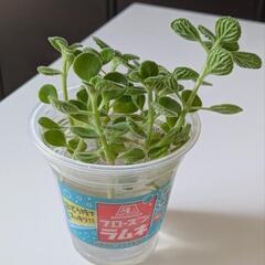 アロマティカス挿し芽の画像