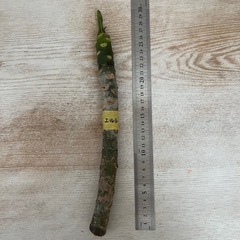 プルメリア 挿し木苗の画像