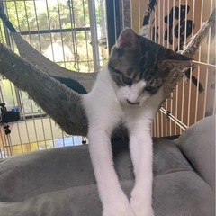 子猫の里親さん募集中