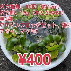 メダカ稚魚10匹、メダカ餌15g、水草3種の画像