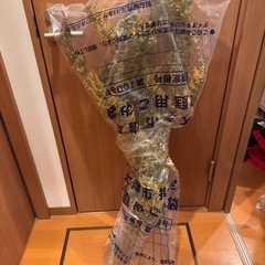 ミモザ ドライの画像