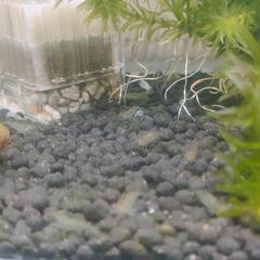 ミナミヌマエビ🦐稚エビ１０匹♪♪の画像