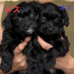子犬見学会