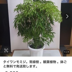 台湾もみじの画像