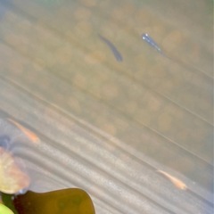 メダカ 若魚の画像