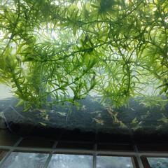 ミナミヌマエビ🦐１匹〜の画像