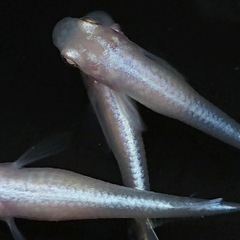 アルビノみゆきメダカの画像