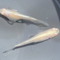 アルビノみゆきメダカの画像