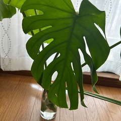 モンステラ　カット2本の画像