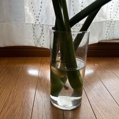 モンステラ　カット2本の画像