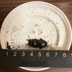 オオクワガタの画像