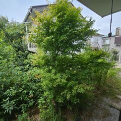 紅葉の木？欲しい方に無料であげますの画像