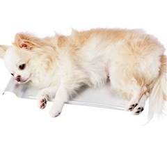 犬猫　クールアルミピローシートの画像