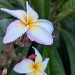 プルメリア苗　の画像