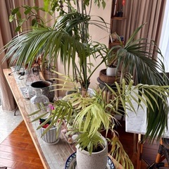 観葉植物、インテリア雑貨の画像