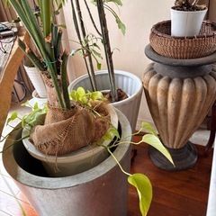 観葉植物、インテリア雑貨の画像