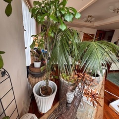 観葉植物、インテリア雑貨の画像