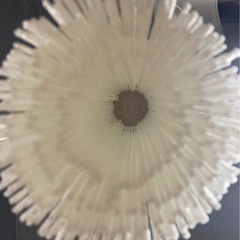 特大房　白　　
完成品の画像