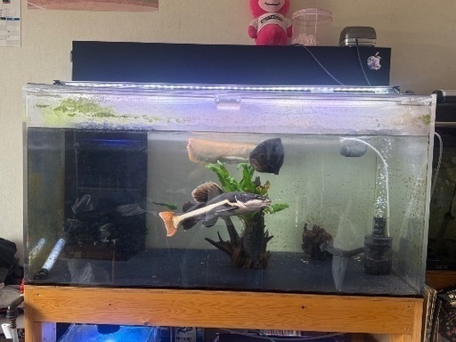 1200✖️600✖️600 アクリル水槽セット