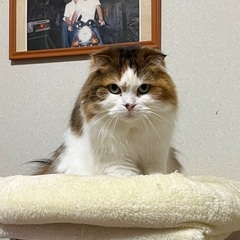 垂れ耳スコティッシュフォールドの女の子