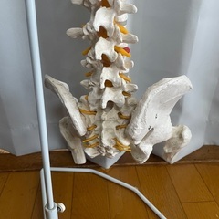 脊柱模型 骨模型 人体模型 背骨 骸骨 骨格標本 オブジェの画像