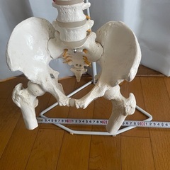 脊柱模型 骨模型 人体模型 背骨 骸骨 骨格標本 オブジェの画像