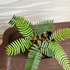 【観葉植物】エバーフレッシュの画像