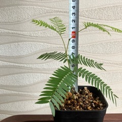 【観葉植物】エバーフレッシュの画像